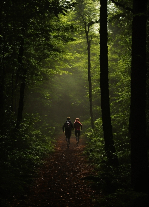 Plant, People In Nature, Natural Landscape, Wood, Tree, Atmospheric Phenomenon