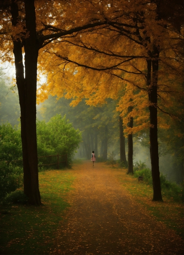 Plant, Atmosphere, People In Nature, Natural Landscape, Wood, Branch