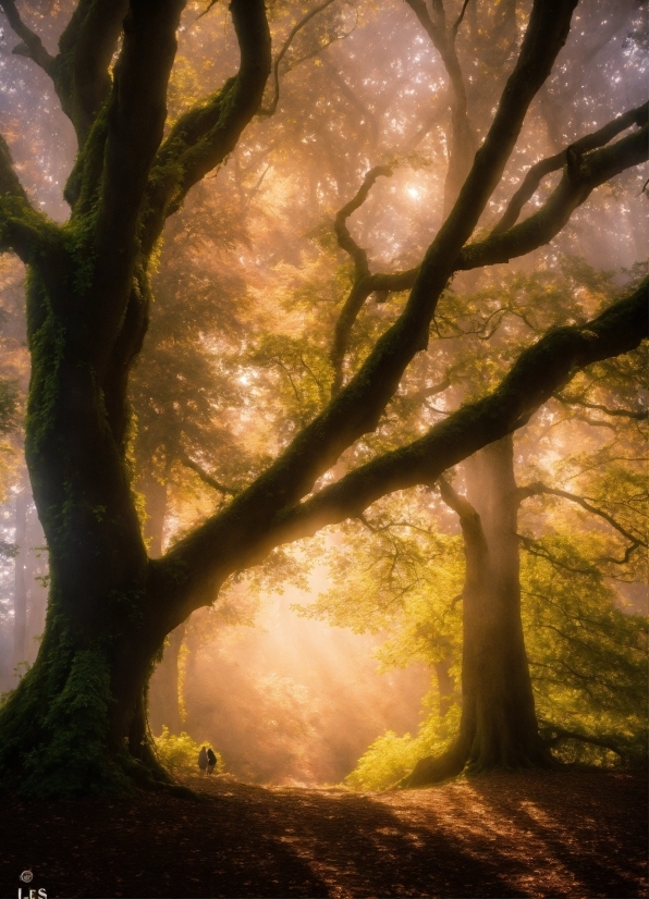 Atmosphere, Plant, People In Nature, Natural Landscape, Nature, Wood