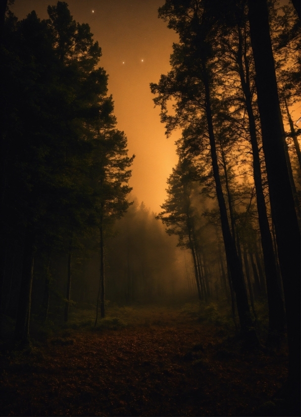 Sky, Atmosphere, Plant, Natural Landscape, Branch, Wood