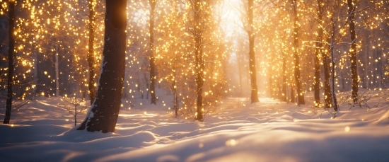 Atmosphere, Plant, People In Nature, Natural Landscape, Snow, Wood