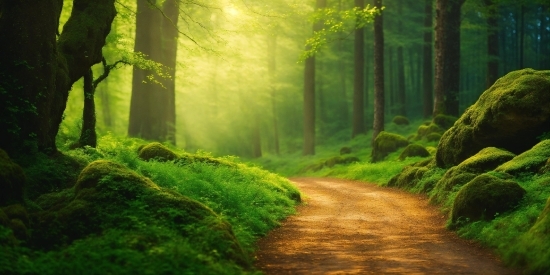 Plant, Green, People In Nature, Wood, Natural Landscape, Branch