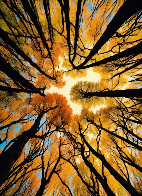 Atmosphere, Sky, World, Natural Landscape, Twig, Wood