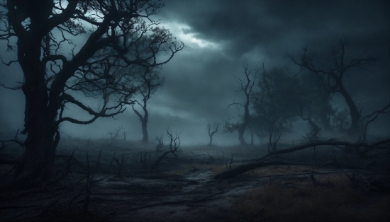 Cloud, Sky, Atmosphere, Plant, Tree, Natural Landscape