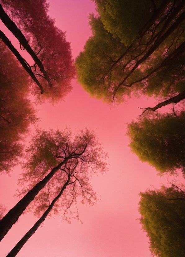 Sky, Atmosphere, Cloud, World, Leaf, Afterglow