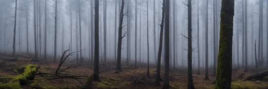 Atmosphere, Plant, Natural Landscape, Fog, Wood, Trunk