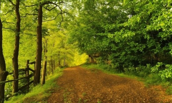 Plant, Natural Landscape, Wood, Tree, Trunk, Grass