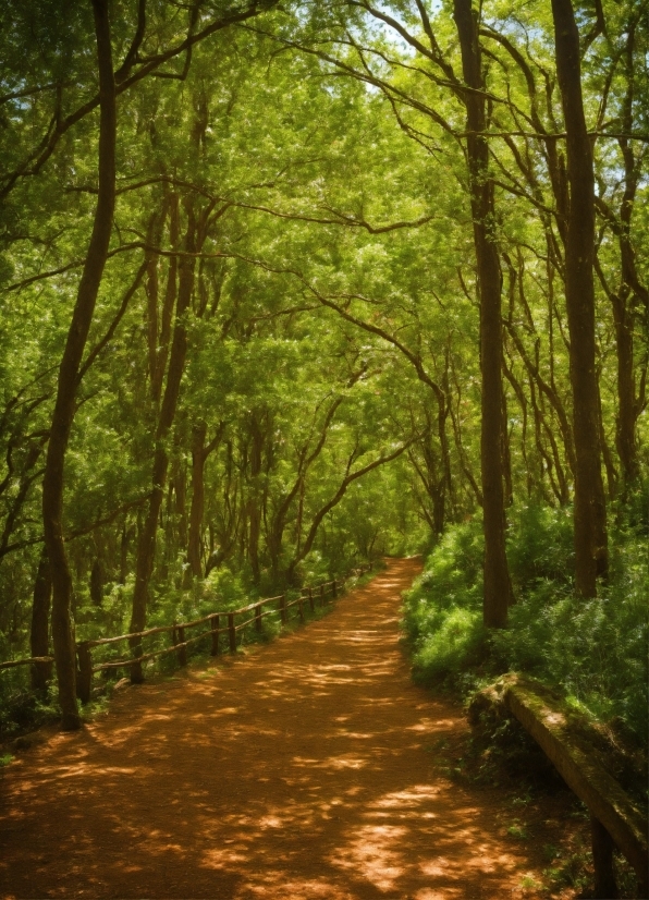 Plant, Wood, Tree, Natural Landscape, Trunk, Terrestrial Plant