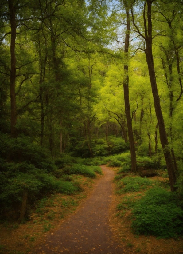 Plant, Wood, Natural Landscape, Tree, Road Surface, Trunk