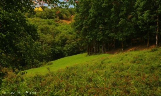 Plant, Natural Landscape, Tree, Wood, Groundcover, Shrub