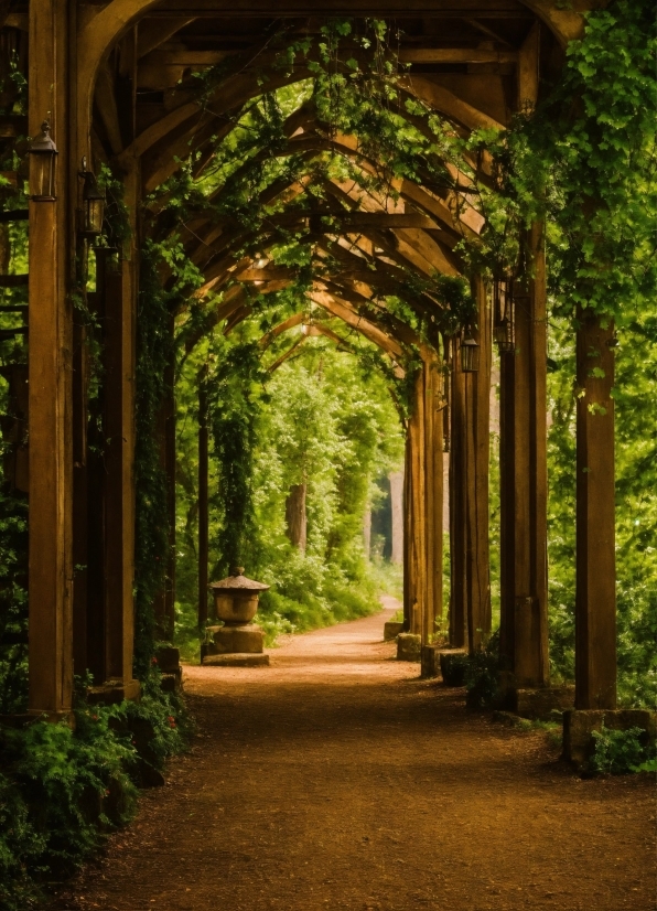 Plant, Leaf, Botany, Shade, Wood, Natural Landscape