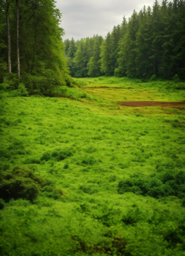 Plant, Ecoregion, Green, Tree, Natural Landscape, Land Lot