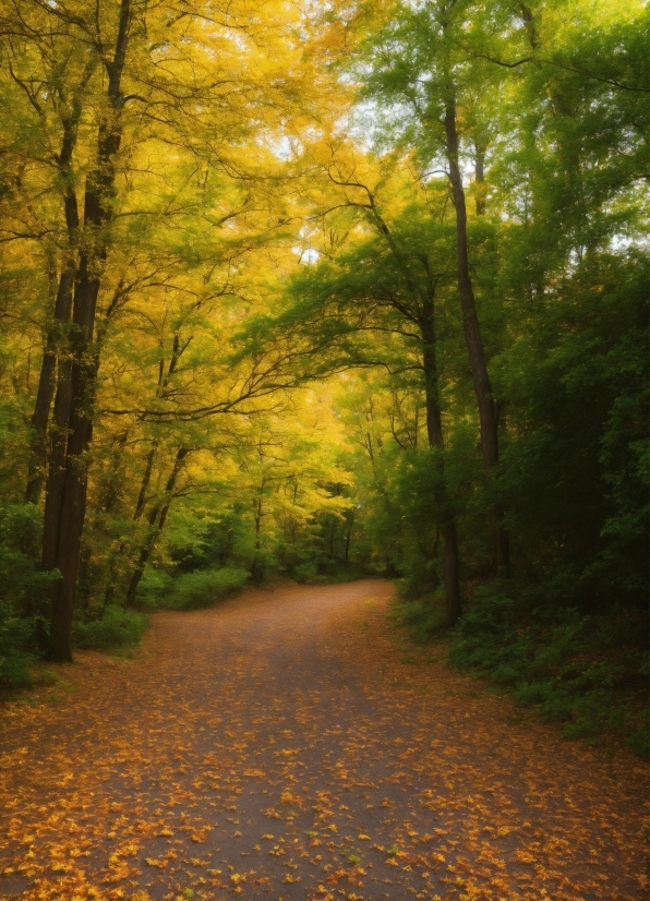 Plant, People In Nature, Wood, Road Surface, Natural Landscape, Branch