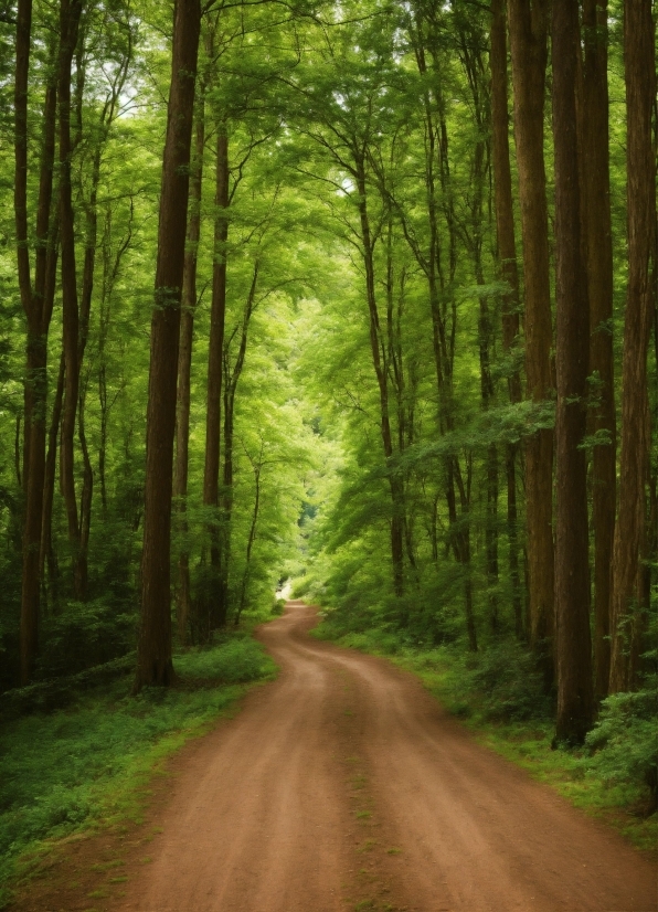 Plant, Green, Tree, Wood, Natural Landscape, Branch