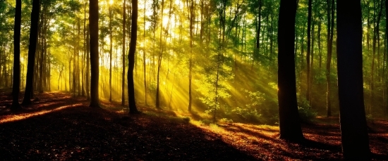 Plant, Atmosphere, People In Nature, Tree, Natural Landscape, Wood