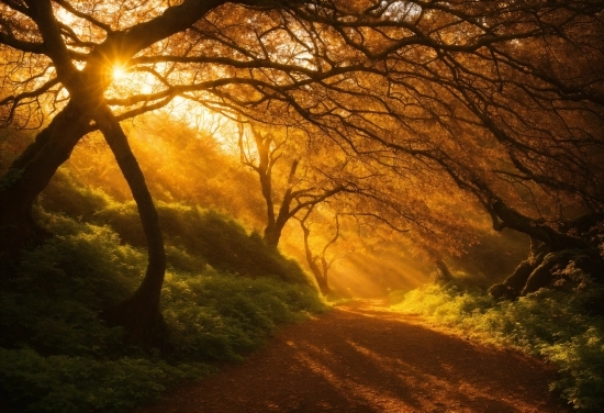 Plant, Atmosphere, Ecoregion, Light, Natural Landscape, Wood