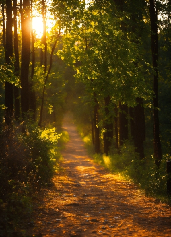 Plant, Atmosphere, Natural Landscape, Branch, People In Nature, Wood