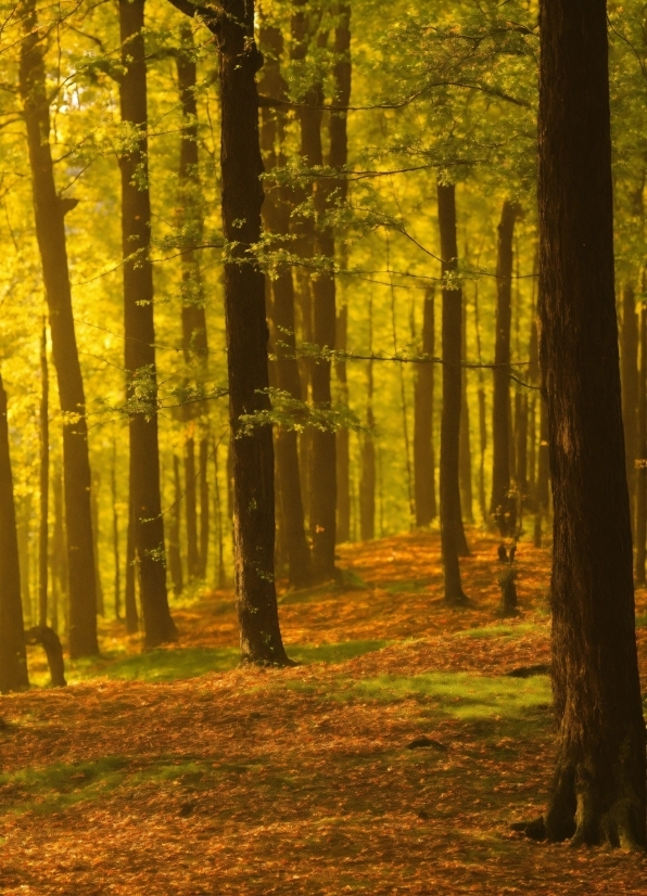 Plant, Ecoregion, People In Nature, Natural Landscape, Wood, Tree