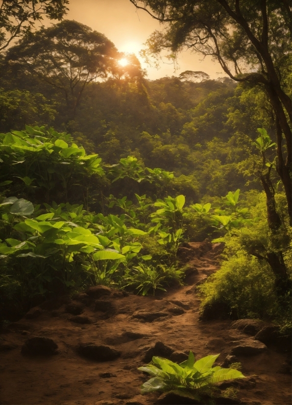 Plant, Plant Community, Sky, Natural Landscape, Natural Environment, Tree