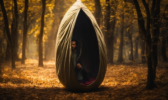 Atmosphere, Tree, Wood, Flash Photography, People In Nature, Natural Landscape