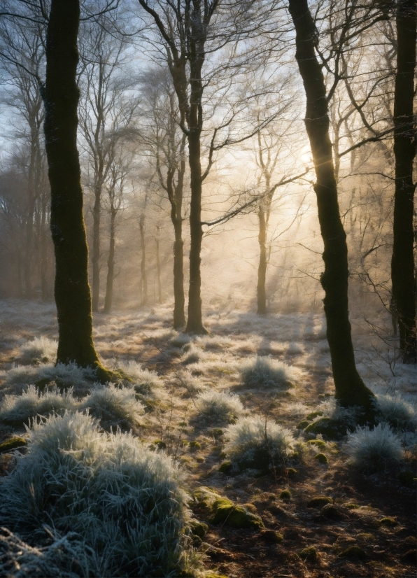 Atmosphere, Plant, Sky, Natural Landscape, Tree, Wood