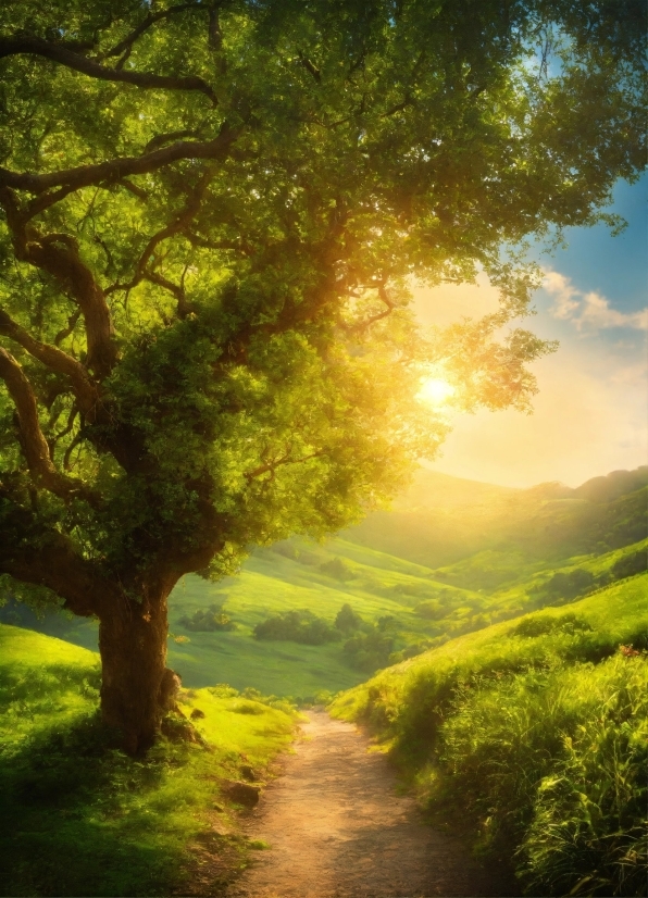 Plant, Cloud, Sky, Atmosphere, Green, People In Nature