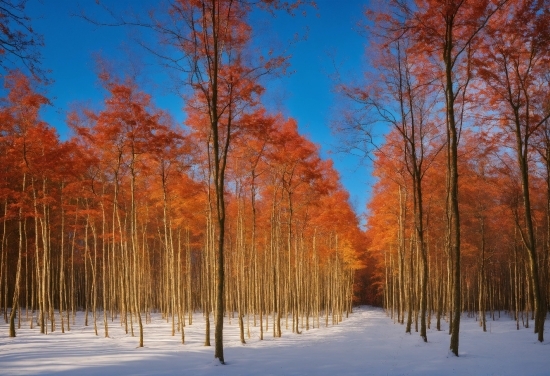 Sky, Plant, Water, Natural Landscape, Natural Environment, Tree