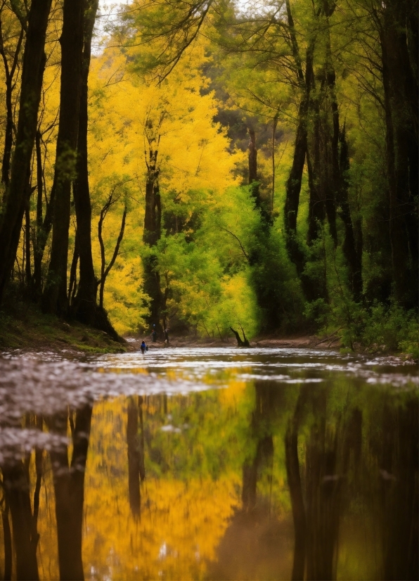 Water, Plant, Wood, Natural Landscape, Fluvial Landforms Of Streams, Branch