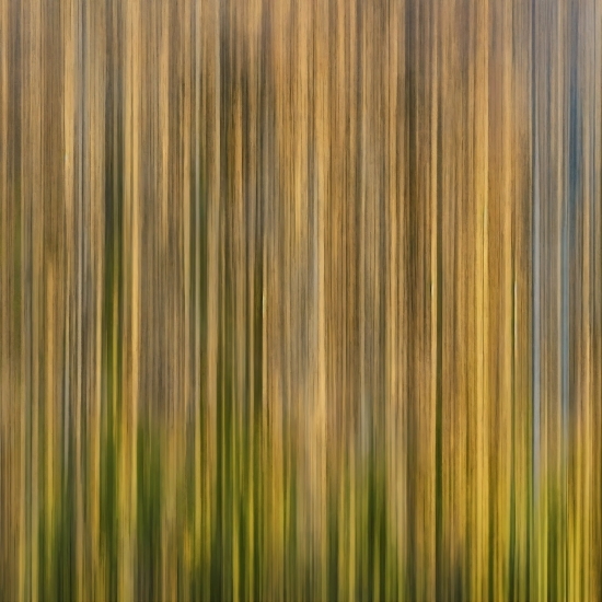 Natural Landscape, Wood, Terrestrial Plant, Trunk, Tints And Shades, Grass