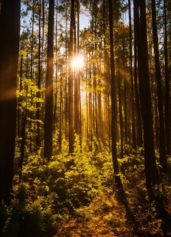 Plant, Atmosphere, Ecoregion, People In Nature, Natural Landscape, Wood