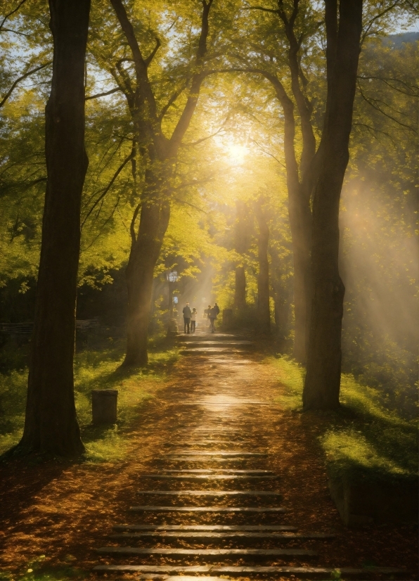 Atmosphere, Plant, Natural Landscape, Wood, Tree, Natural Environment