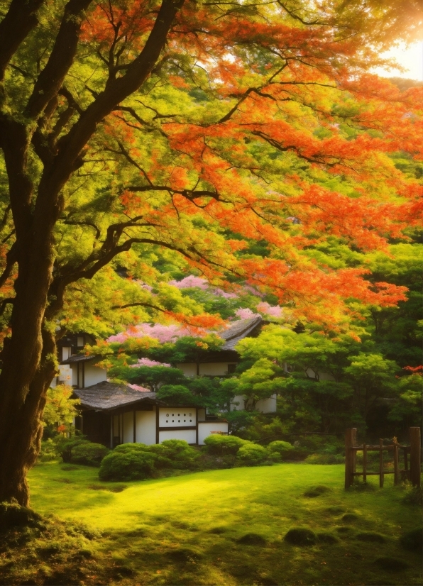 Plant, Natural Landscape, Branch, Botany, Tree, Orange