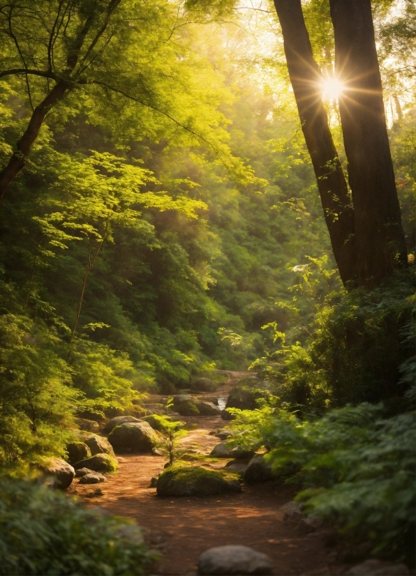 Plant, Ecoregion, Light, Natural Landscape, Natural Environment, Wood