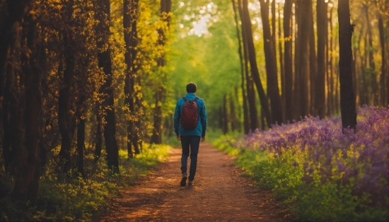 Plant, People In Nature, Tree, Natural Landscape, Branch, Wood