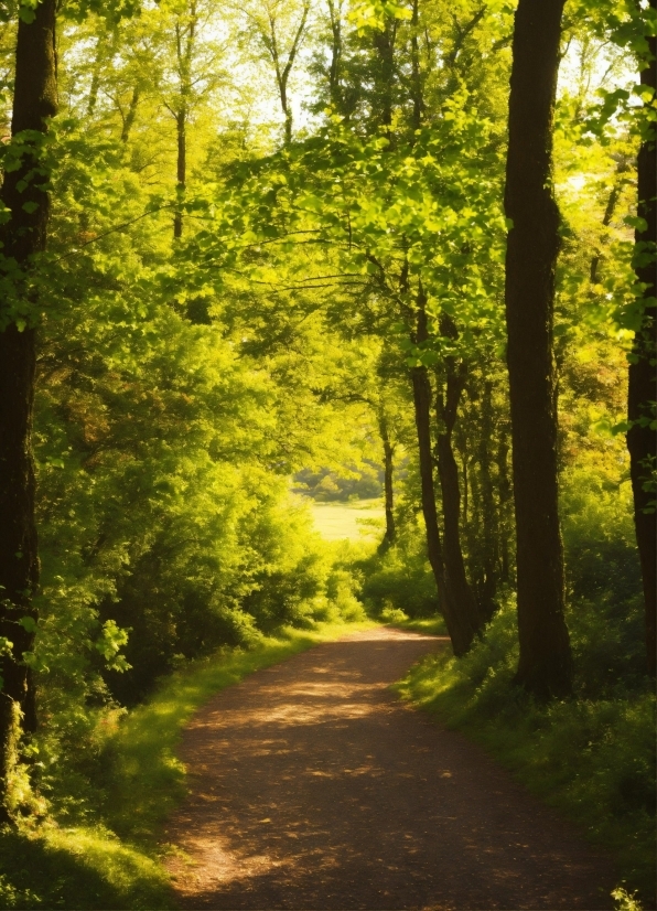 Plant, Natural Landscape, Wood, People In Nature, Shade, Tree