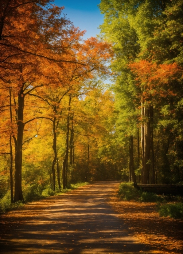 Plant, Sky, Natural Landscape, People In Nature, Natural Environment, Road Surface