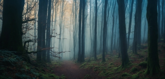 Plant, Atmosphere, Ecoregion, Natural Landscape, Wood, Fog