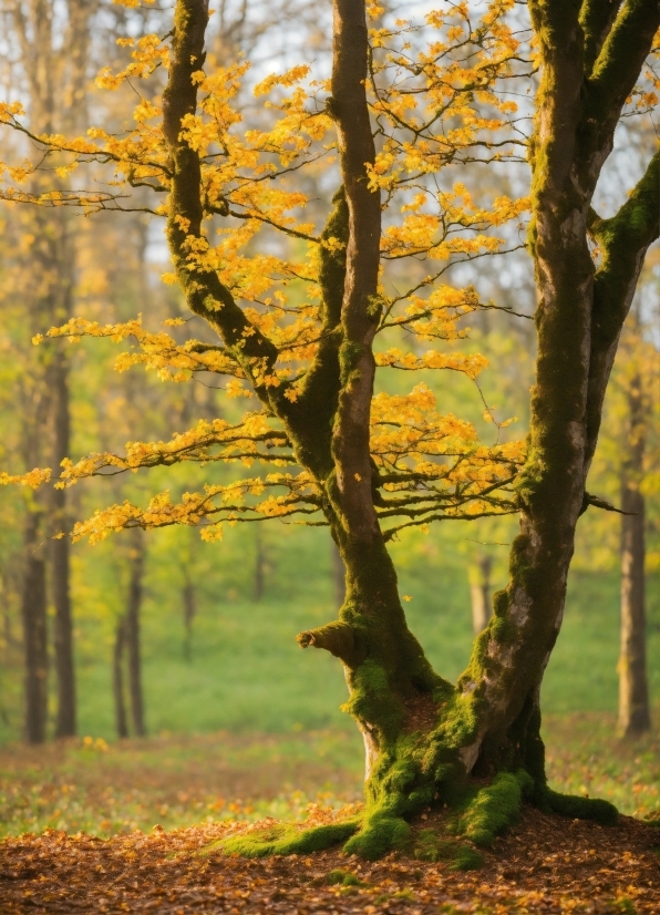 Plant, People In Nature, Natural Landscape, Wood, Twig, Tree