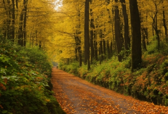 Plant, Wood, Natural Landscape, Trunk, Tree, People In Nature