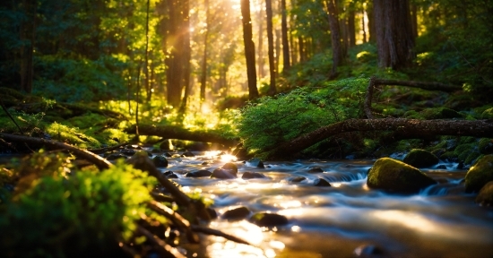 Plant, Water, Ecoregion, Light, Tree, Natural Landscape