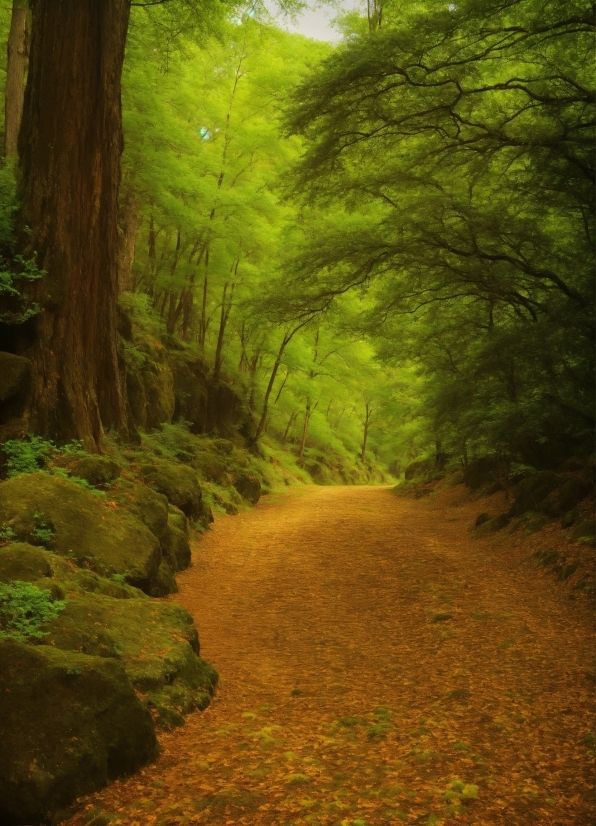 Plant, Natural Landscape, Branch, Wood, Trunk, Tree