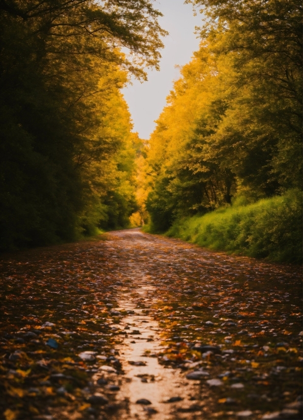 Plant, Sky, Road Surface, Wood, Natural Landscape, Natural Environment