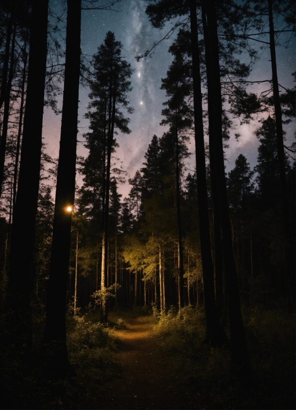 Plant, Sky, Cloud, Atmosphere, Tree, Wood