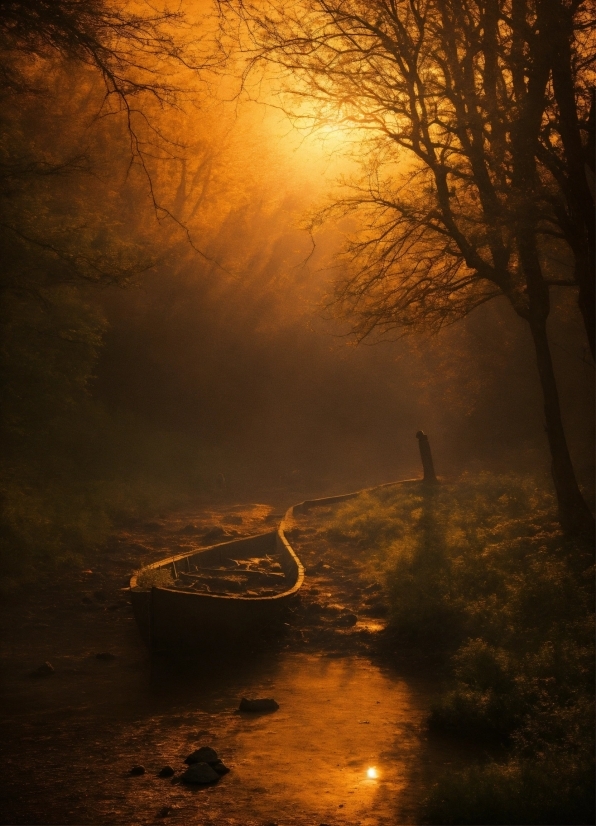 Atmosphere, Plant, Sky, Natural Landscape, Amber, Wood