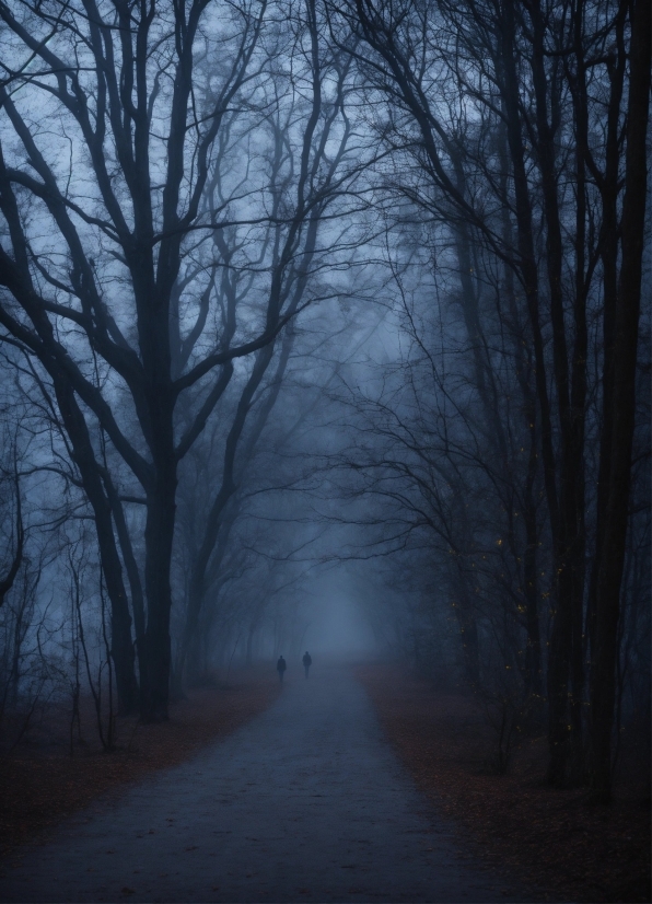 Atmosphere, Sky, Natural Landscape, Road Surface, Wood, Tree