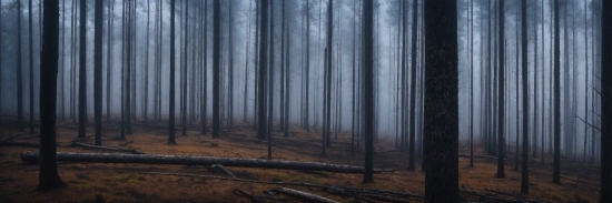 Atmosphere, Natural Landscape, Wood, Trunk, Sky, Tree