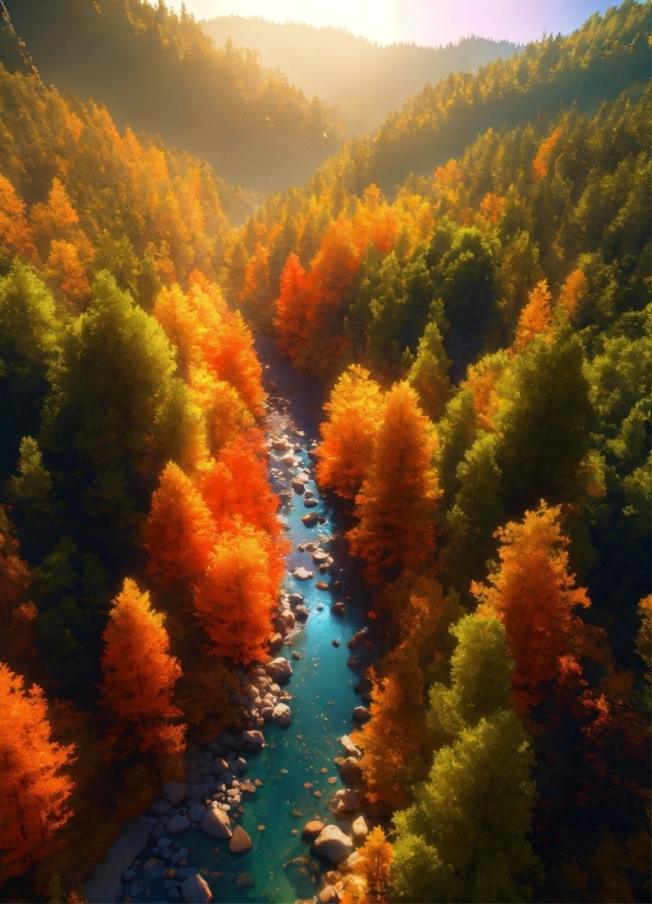 Water, Sky, Plant, Larch, Orange, Natural Landscape