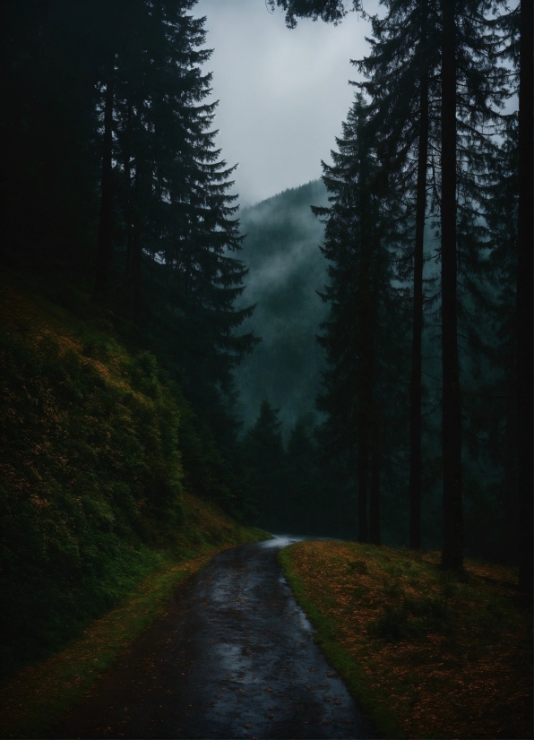 Plant, Sky, Mountain, Larch, Natural Landscape, Wood