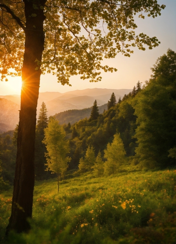 Plant, Sky, Mountain, Natural Landscape, People In Nature, Larch