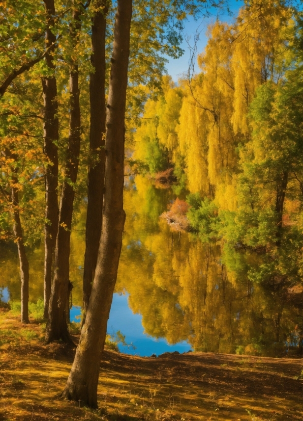 Plant, Water, Natural Landscape, Wood, People In Nature, Branch